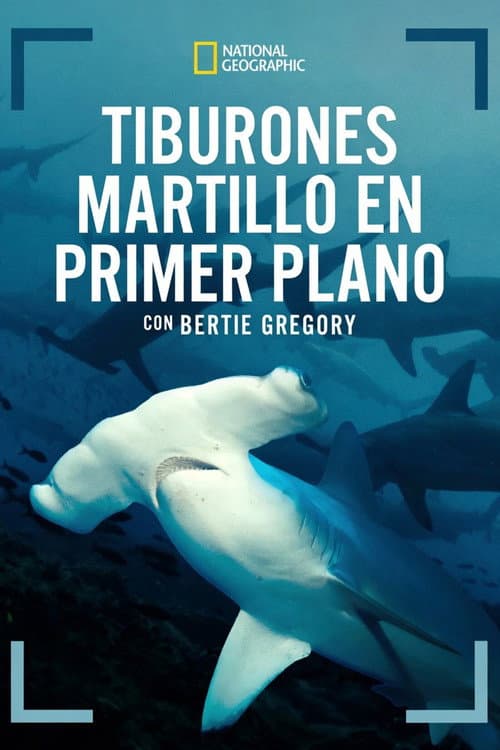 Póster de Tiburones martillo en primer plano con Bertie Gregory