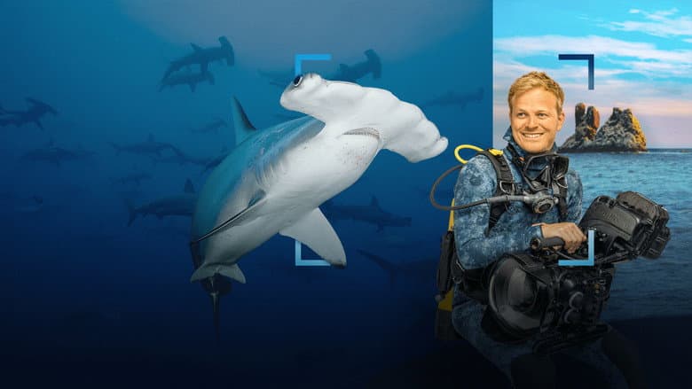 Imagen 1 de galería para Tiburones martillo en primer plano con Bertie Gregory