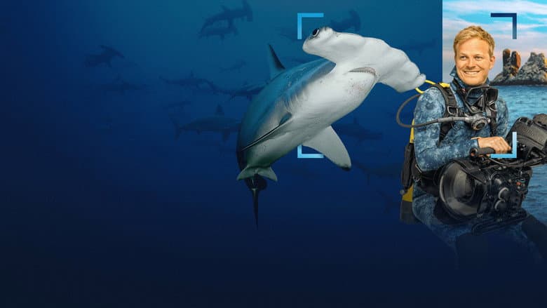 Imagen 5 de galería para Tiburones martillo en primer plano con Bertie Gregory
