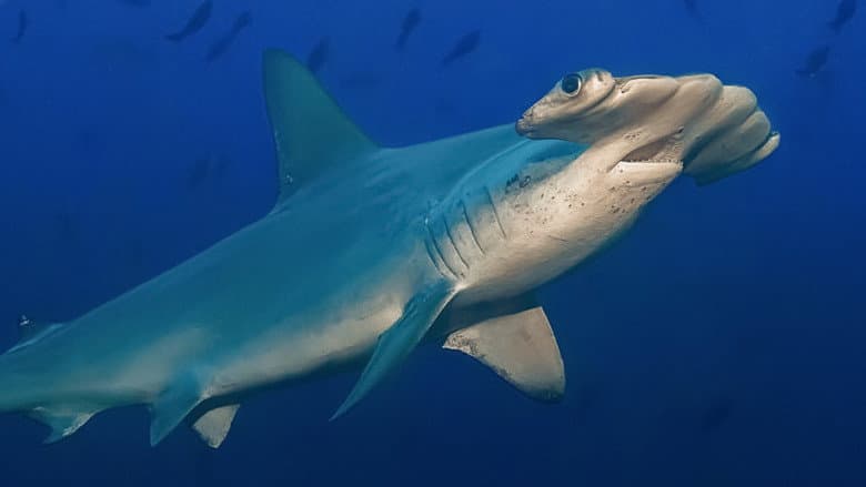 Imagen 3 de galería para Tiburones martillo en primer plano con Bertie Gregory