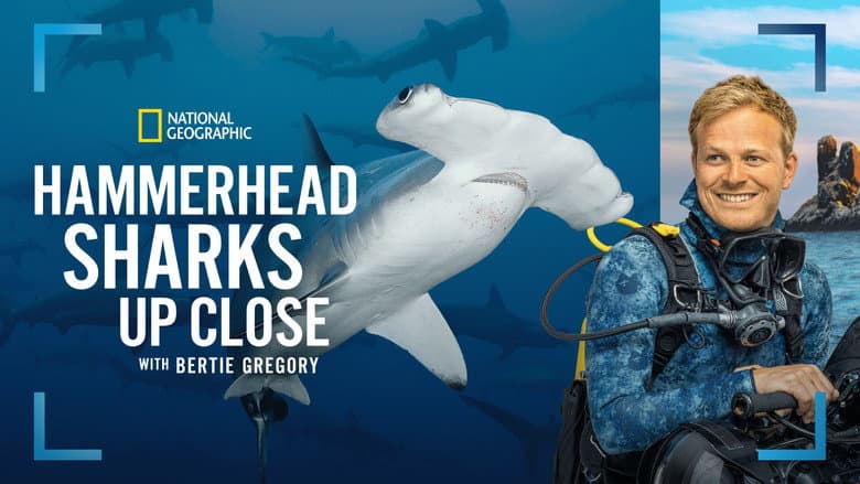 Imagen 4 de galería para Tiburones martillo en primer plano con Bertie Gregory