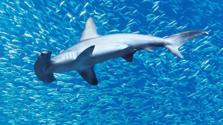 Imagen 2 de galería para Tiburones martillo en primer plano con Bertie Gregory